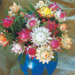 Monstrosum Mixed Strawflower Thumbnail